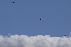 07 08 2017 Schuetzenfest BSV 079